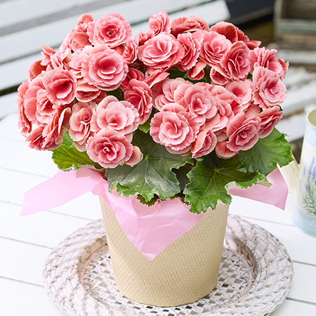 バラ咲きベゴニア　母里明日（ボリアス）【母の日お届け】