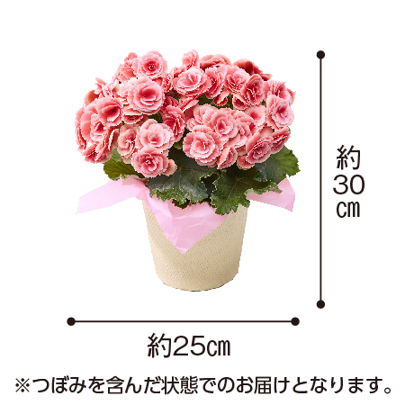 バラ咲きベゴニア　母里明日（ボリアス）＋バウムクーヘンセット【母の日お届け】