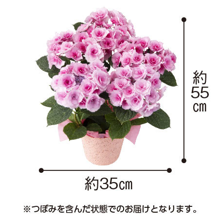 あじさい　クレインブーケ【母の日お届け】