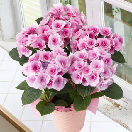 あじさい　クレインブーケ【母の日お届け】