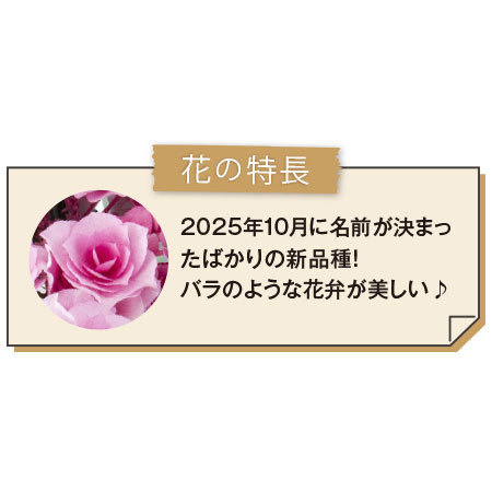 あじさい　クレインブーケ＋バウムクーヘンセット【母の日お届け】