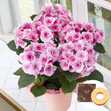 あじさい　クレインブーケ＋バウムクーヘンセット【母の日お届け】