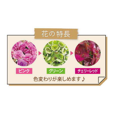 あじさい　フェアリーアイ【母の日お届け】