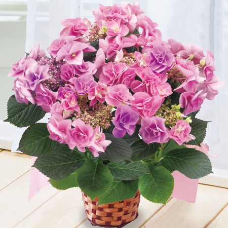 あじさい　フェアリーアイ【母の日お届け】