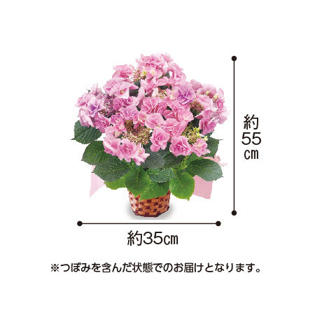 あじさい　フェアリーアイ＋バウムクーヘンセット【母の日お届け】