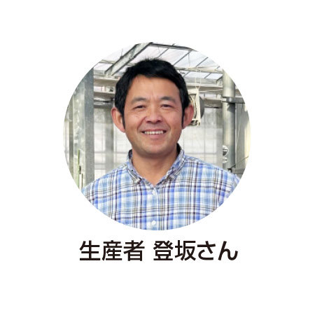 あじさい　フェアリーアイ＋バウムクーヘンセット【母の日お届け】