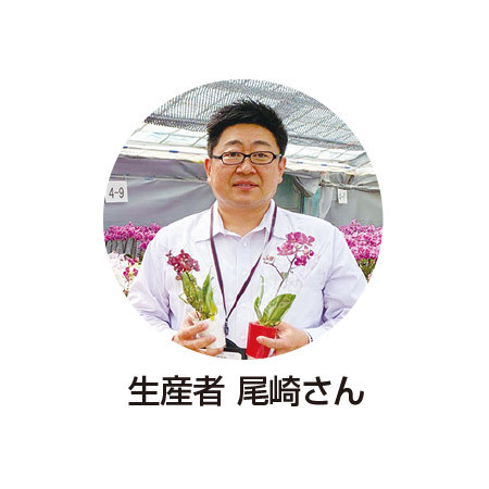 胡蝶蘭２色３本立ち【母の日お届け】