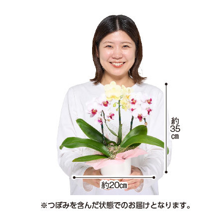 胡蝶蘭２色３本立ち＋バウムクーヘンセット【母の日お届け】