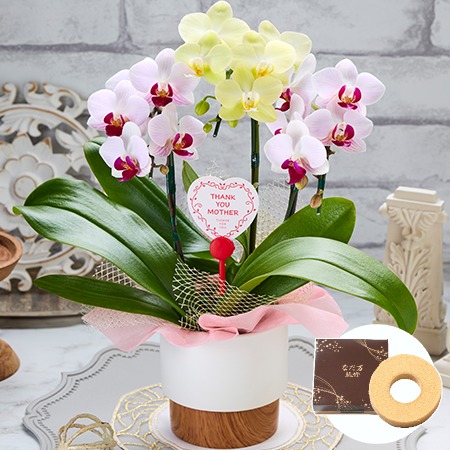 胡蝶蘭２色３本立ち＋バウムクーヘンセット【母の日お届け】