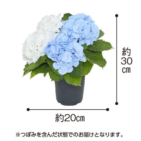 あじさい　ブルー＆ホワイト【母の日お届け】