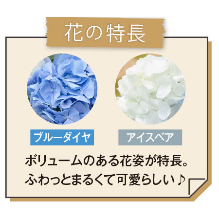 あじさい　ブルー＆ホワイト【母の日お届け】