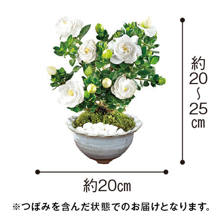 香りただようくちなし盆栽【母の日お届け】