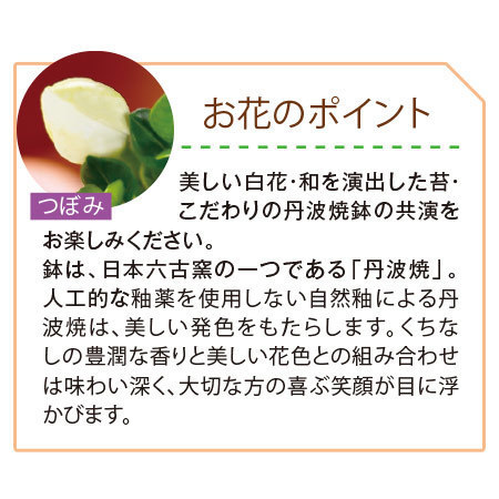 香りただようくちなし盆栽【父の日お届け】