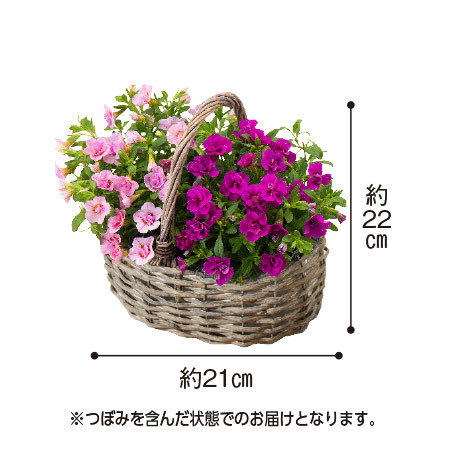 カリブラコア２色寄せ鉢バスケット【母の日お届け】