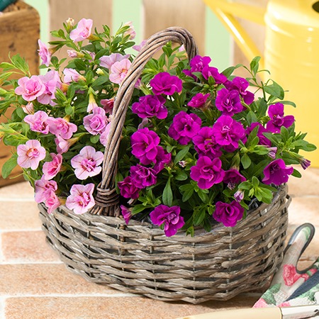 カリブラコア２色寄せ鉢バスケット【母の日お届け】