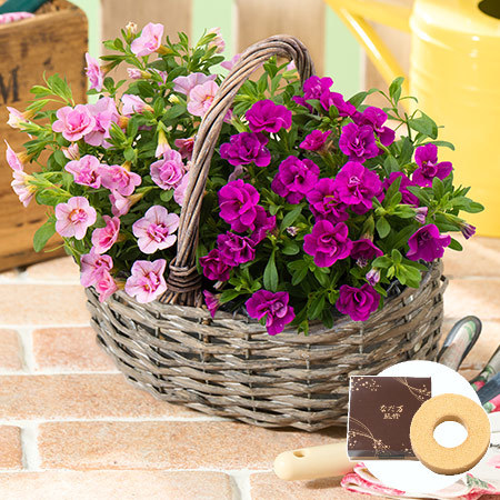 カリブラコア２色寄せ鉢バスケット＋バウムクーヘンセット【母の日お届け】