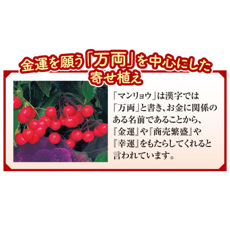 開運祈願大実万両ガーデニング【１２月下旬お届け】