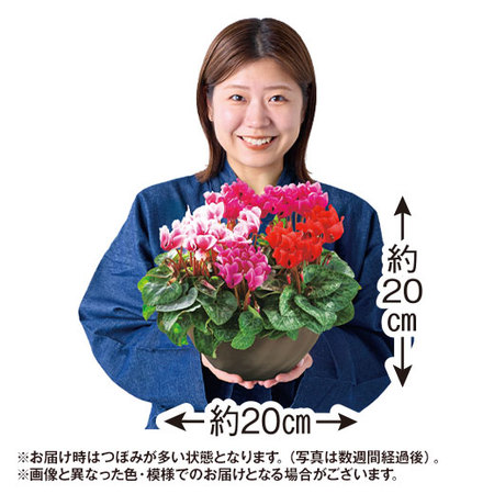 加瀬さんのシクラメン寄せ植え【１２月中旬から下旬お届け】