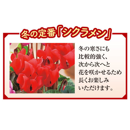 加瀬さんのシクラメン寄せ植え【１２月中旬から下旬お届け】