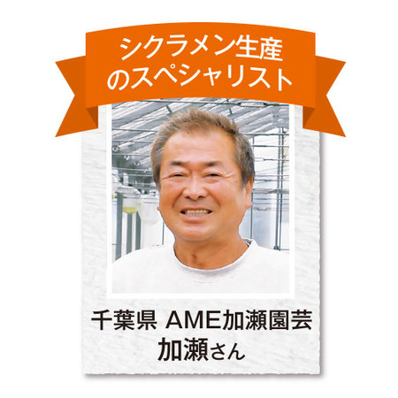 加瀬さんのシクラメン寄せ植え【１２月中旬から下旬お届け】