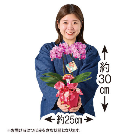 迎春ミディ胡蝶蘭　２本立ち（紫・ピンク系）【１２月中旬から下旬お届け】