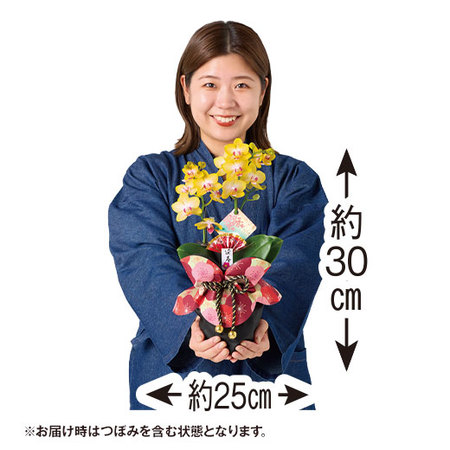 迎春ミディ胡蝶蘭　２本立ち（黄色系）【１２月中旬から下旬お届け】