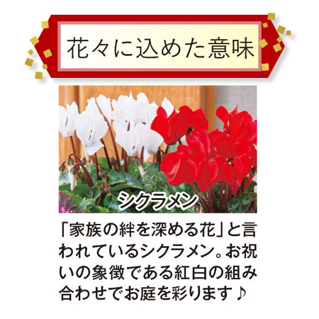 正月紅白ガーデニング【１２月下旬お届け】
