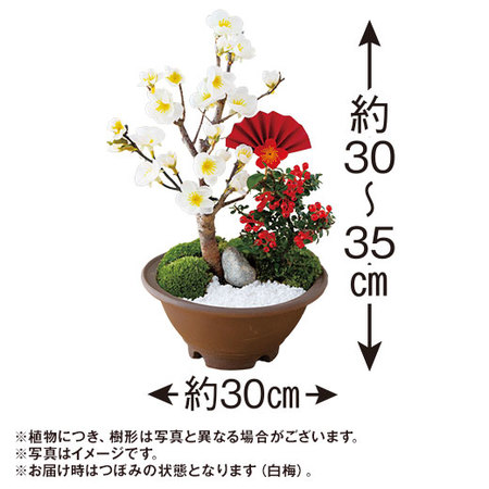 白梅－吉祥梅－【１２月中旬から１２月下旬お届け】