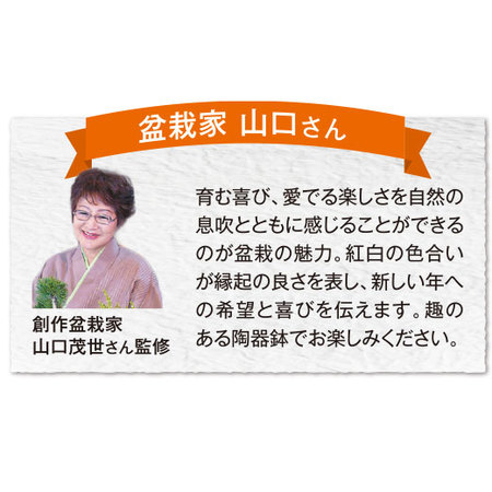 白梅－吉祥梅－【１２月中旬から１２月下旬お届け】