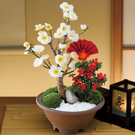 白梅－吉祥梅－【１２月中旬から１２月下旬お届け】