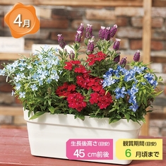 憩いの花壇ガーデニング 定期コース 継続 食品通販のベルーナグルメ 公式