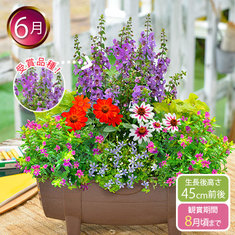 ６品種入り 貴品あふれる大人の寄せ植え便２ 定期コース 継続 食品通販のベルーナグルメ 公式