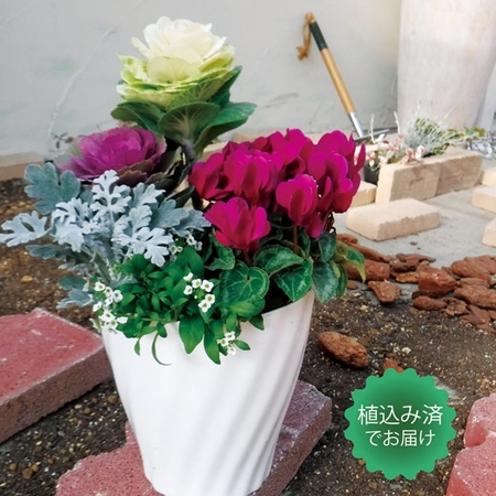 素敵な和モダン寄せ植えガーデニング　紅白セット　１２月上旬より順次お届け