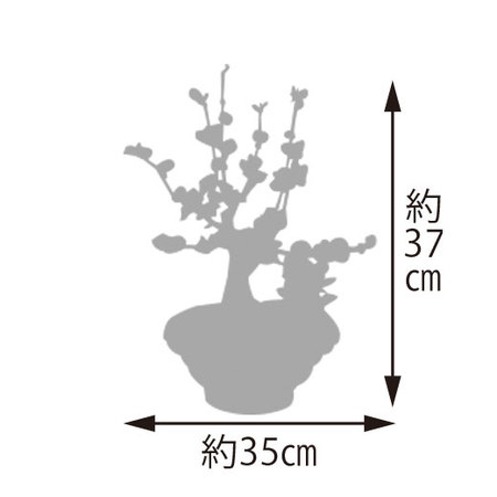 紅白梅盆栽「初春庭園」としめ飾りセット　１２月中旬－下旬お届け