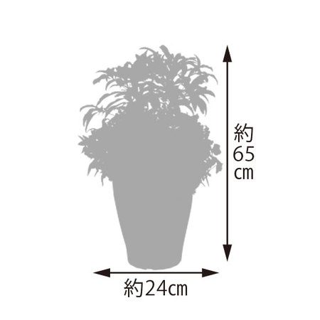 ≪早期割引≫開運祈願大実万両（紅白）ガーデニング　１２月下旬お届け