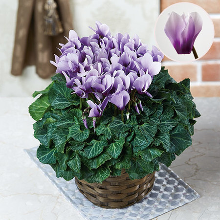 北島さんのシクラメン「そら」 12月中旬－下旬お届け - 食品通販の