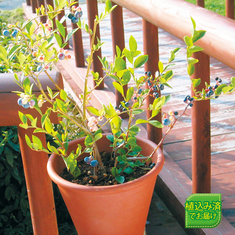 ガーデニングランキング4位_育てて食べられる　実付きブルーベリー　４月中旬より順次