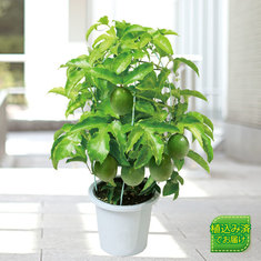 ガーデニングランキング5位_育てて食べられる　実付きパッションフルーツ　４月中旬より順次