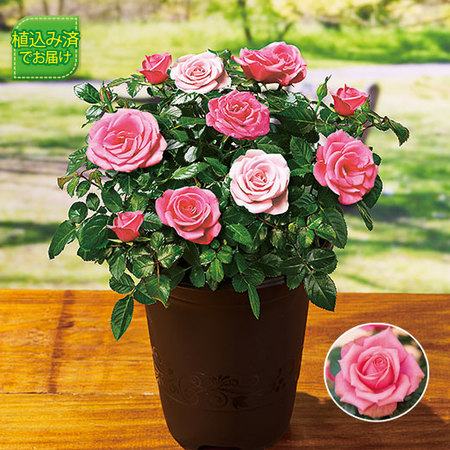 ミニバラ３点セット ３月中旬より順次 食品通販のベルーナグルメ 公式