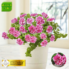 ガーデニングランキング5位_花衣ペチュニア「紅水晶」　４月中旬より順次