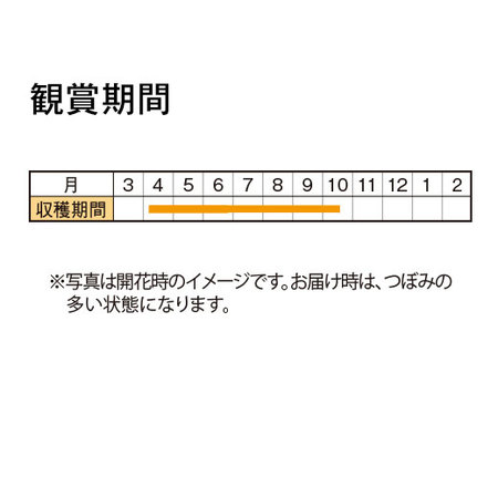 スーパーチュニア（＠）ビスタ「ミニブルースター」　４月中旬より順次