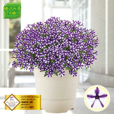 ガーデニングランキング5位_スーパーチュニア（R）ビスタ「ミニブルースター」　４月中旬より順次