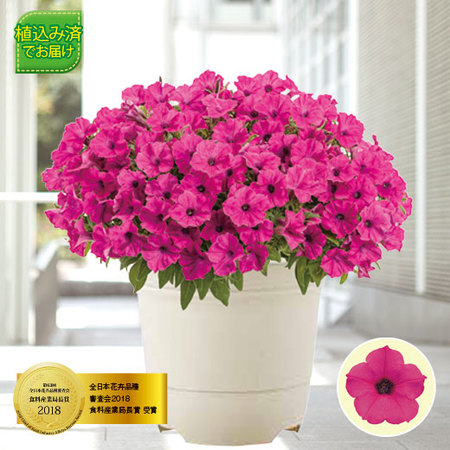 スーパーチュニア（＠）ビスタ「ミニシャインパープル」　４月中旬より順次