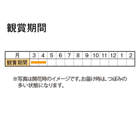 おうちでお花見♪旭山桜盆栽　３月上旬より順次