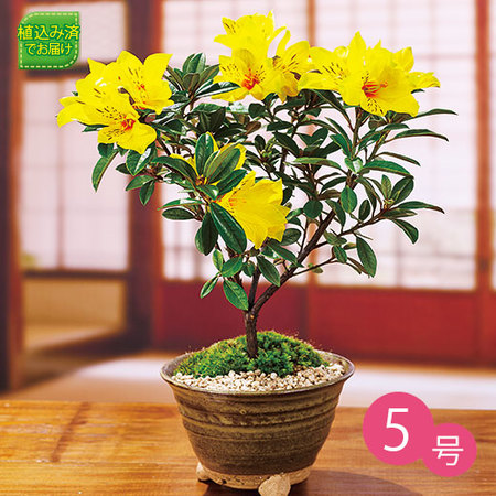 おうちでお花見♪石楠花盆栽 3月上旬より順次 - 食品通販のベルーナ