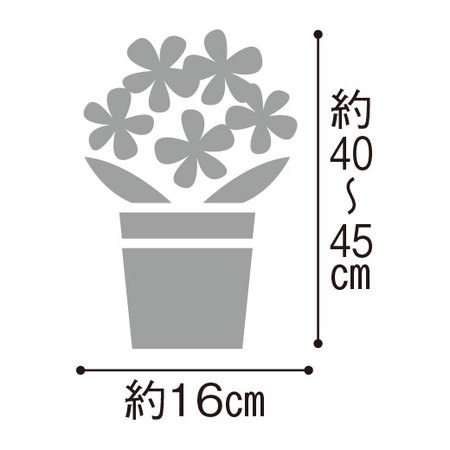 一才藤盆栽　３月下旬より順次
