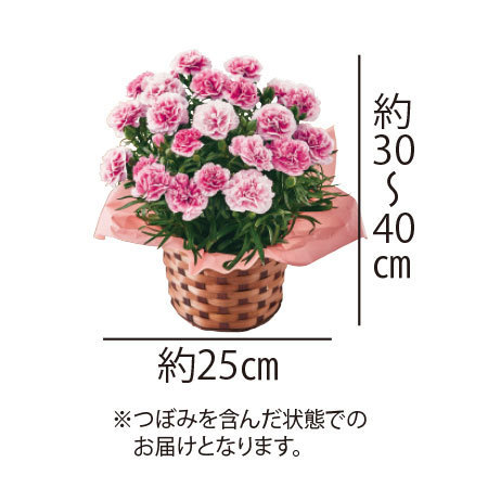 カーネーションパティシエール５号とカステラセット【５月６日―５月１０日お届け】