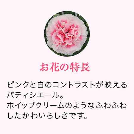 カーネーションパティシエール５号とカステラセット【５月６日―５月１０日お届け】