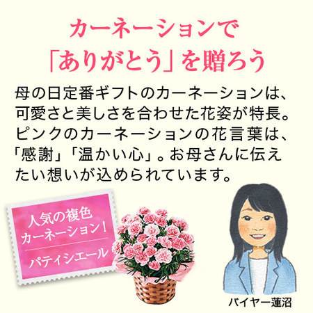 カーネーションパティシエール５号とカステラセット【５月６日―５月１０日お届け】