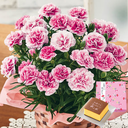 カーネーションパティシエール５号とカステラセット【５月６日―５月１０日お届け】